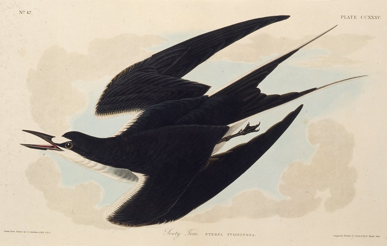 Nokitiira. Teoksesta The Birds of America, 1827-1838. tekijältä John James Audubon