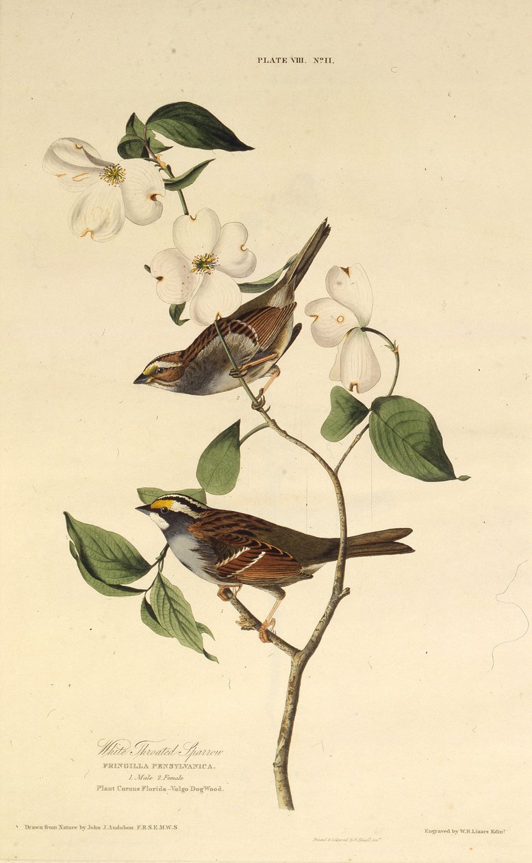 Valkokurkkuvarpunen. Teoksesta The Birds of America, 1827-1838. tekijältä John James Audubon