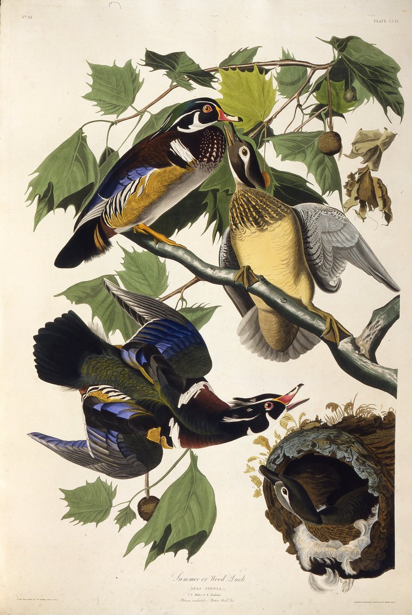 Puinen ankka. Teoksesta The Birds of America, 1827-1838. tekijältä John James Audubon