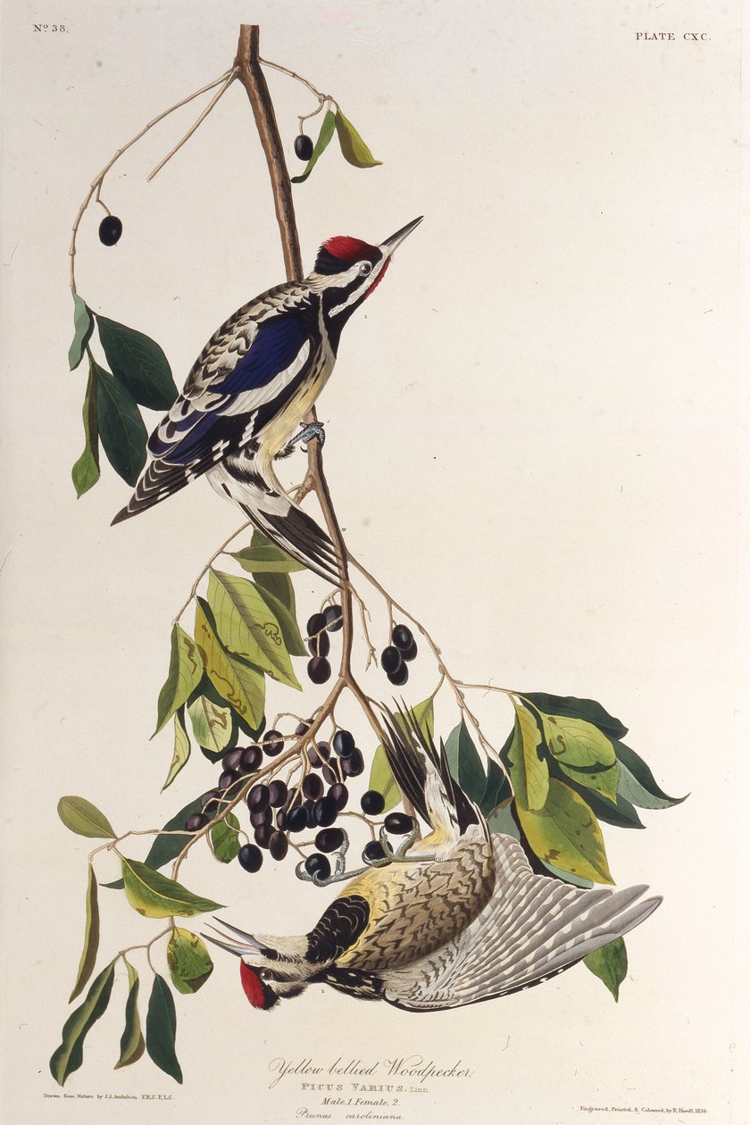 Keltavatsainen meteli. Teoksesta The Birds of America, 1827-1838. tekijältä John James Audubon