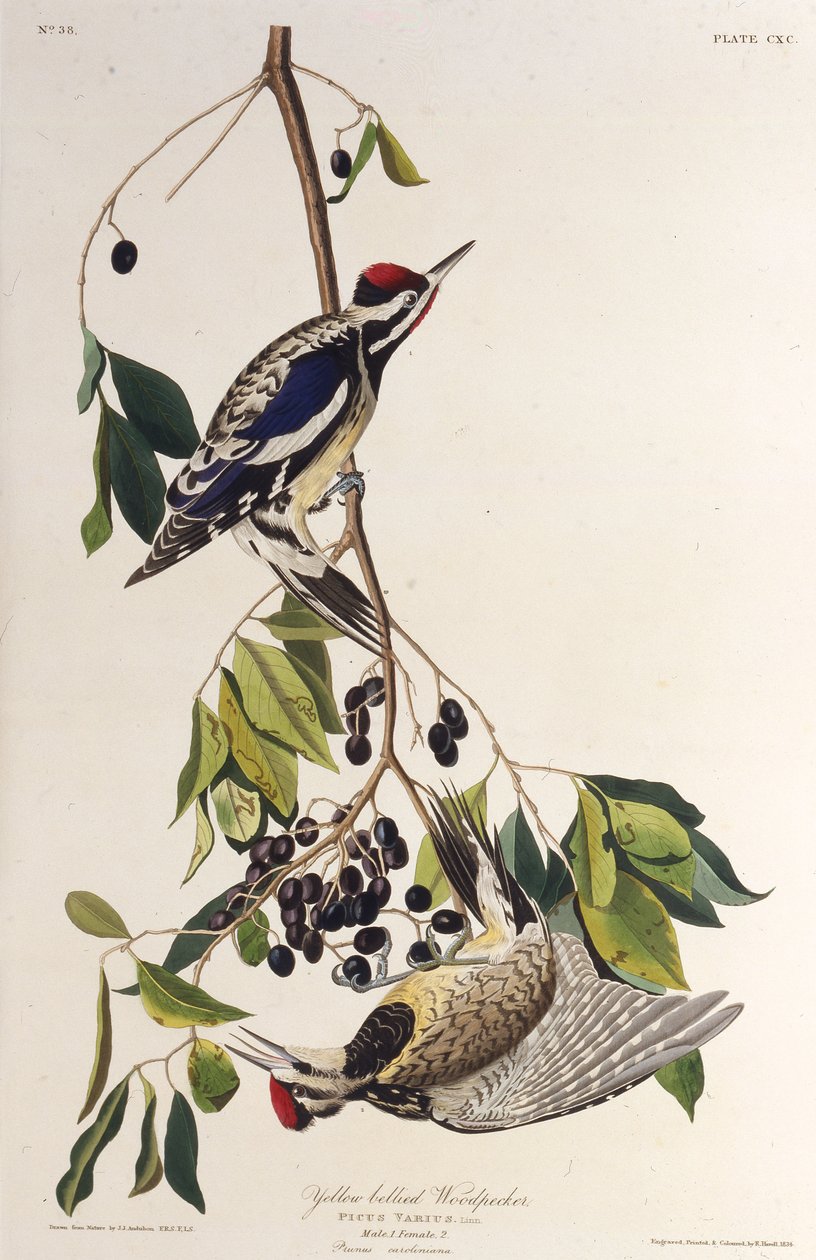 Keltavatsainen meteli. Elokuvasta The Birds of America, 1827-1838. tekijältä John James Audubon