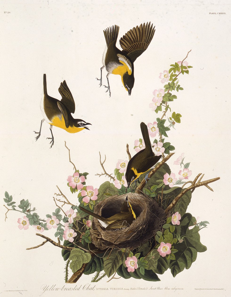 Keltainen chatti. Teoksesta The Birds of America, 1827-1838. tekijältä John James Audubon