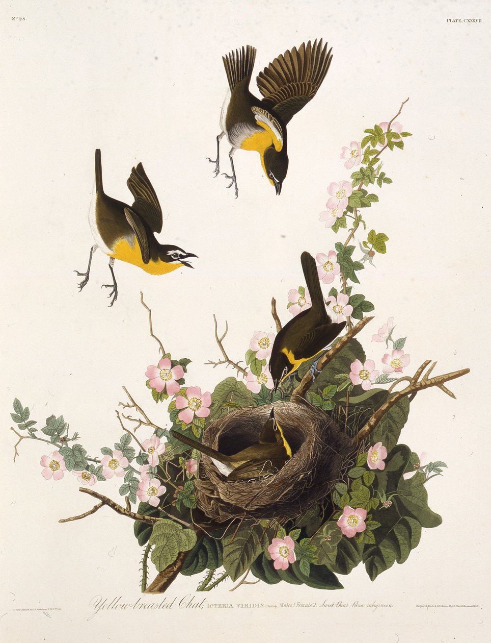 Keltainen chatti. Teoksesta The Birds of America, 1827-1838. tekijältä John James Audubon