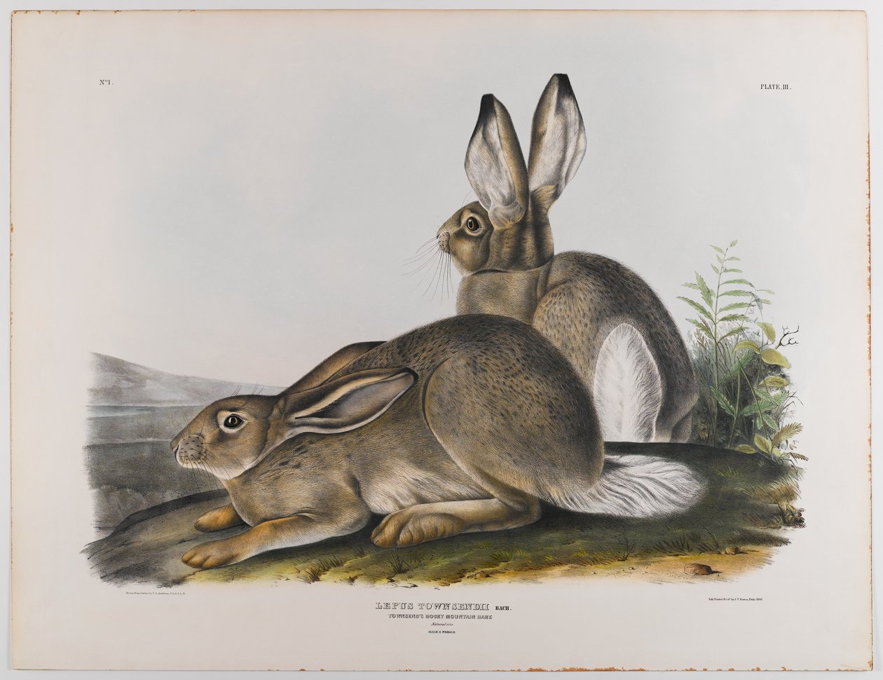 Townsends Rocky Mountain -jänis, 1842 tekijältä John James Audubon