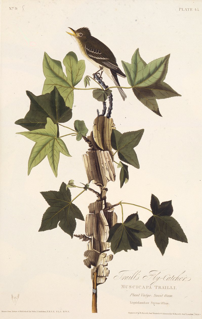 Jäljellä perhosieppo. Teoksesta The Birds of America, 1827-1838. tekijältä John James Audubon
