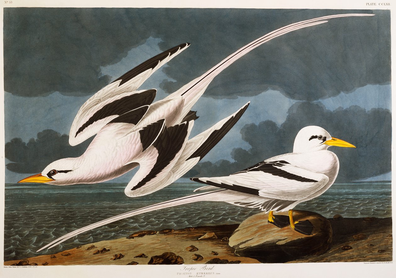 Trooppinen lintu tekijältä John James Audubon