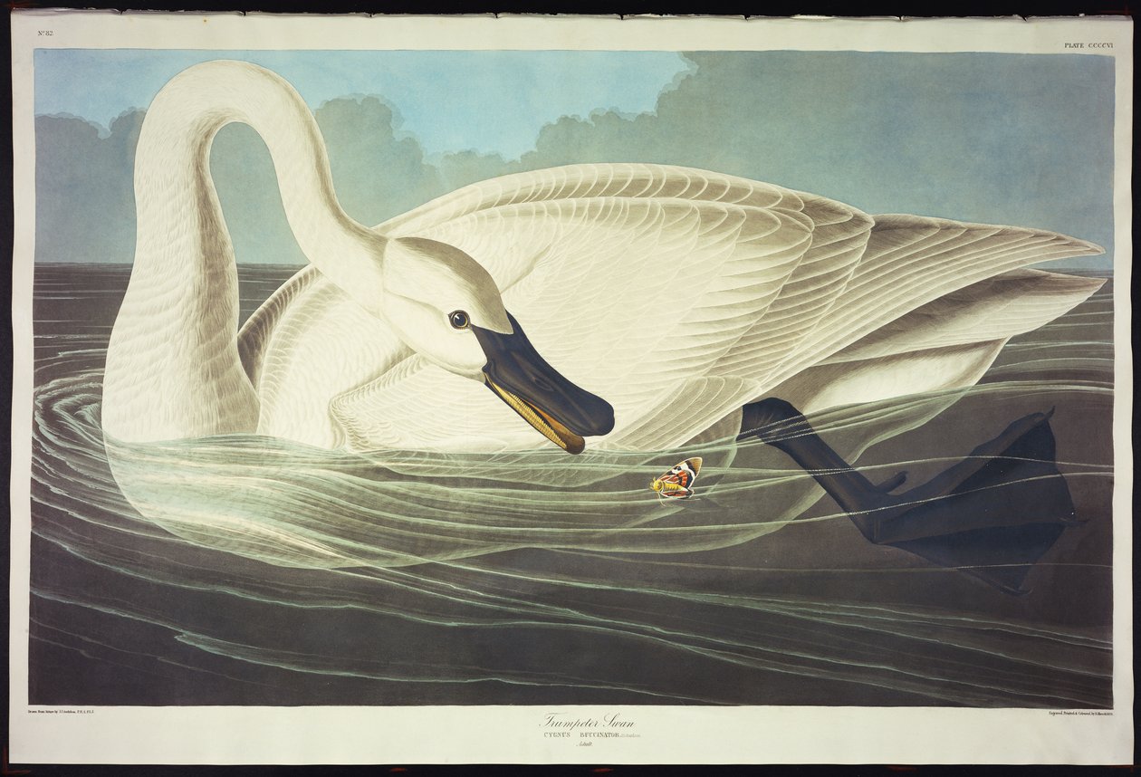 Trumpetisti Joutsen tekijältä John James Audubon