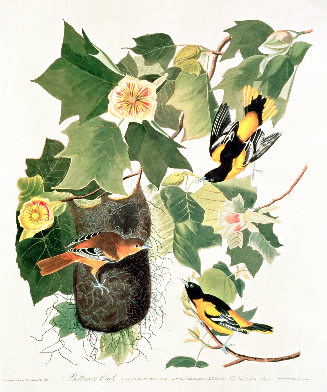 Tulppaanipuu: Liriodendron tulipifera, 