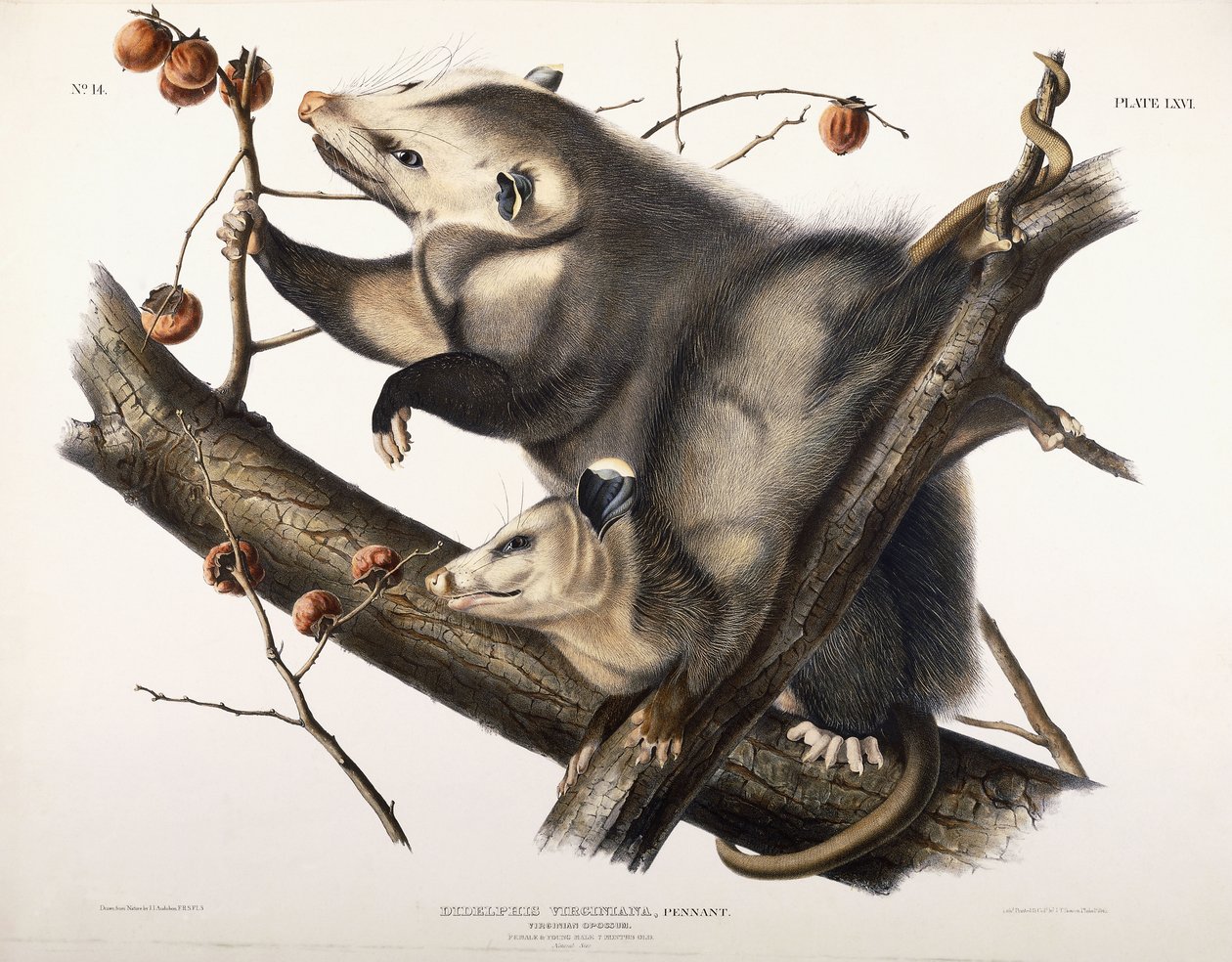 Virginian Opossum, 1845 tekijältä John James Audubon