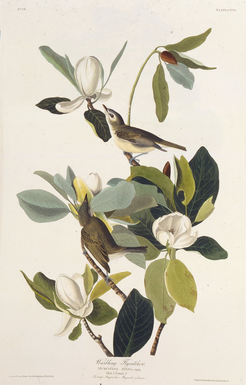 Villivä kärpässieppo. Teoksesta The Birds of America, 1827-1838. tekijältä John James Audubon