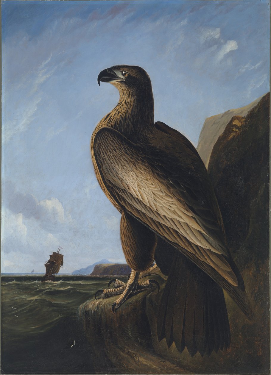 Washington merikotka tekijältä John James Audubon