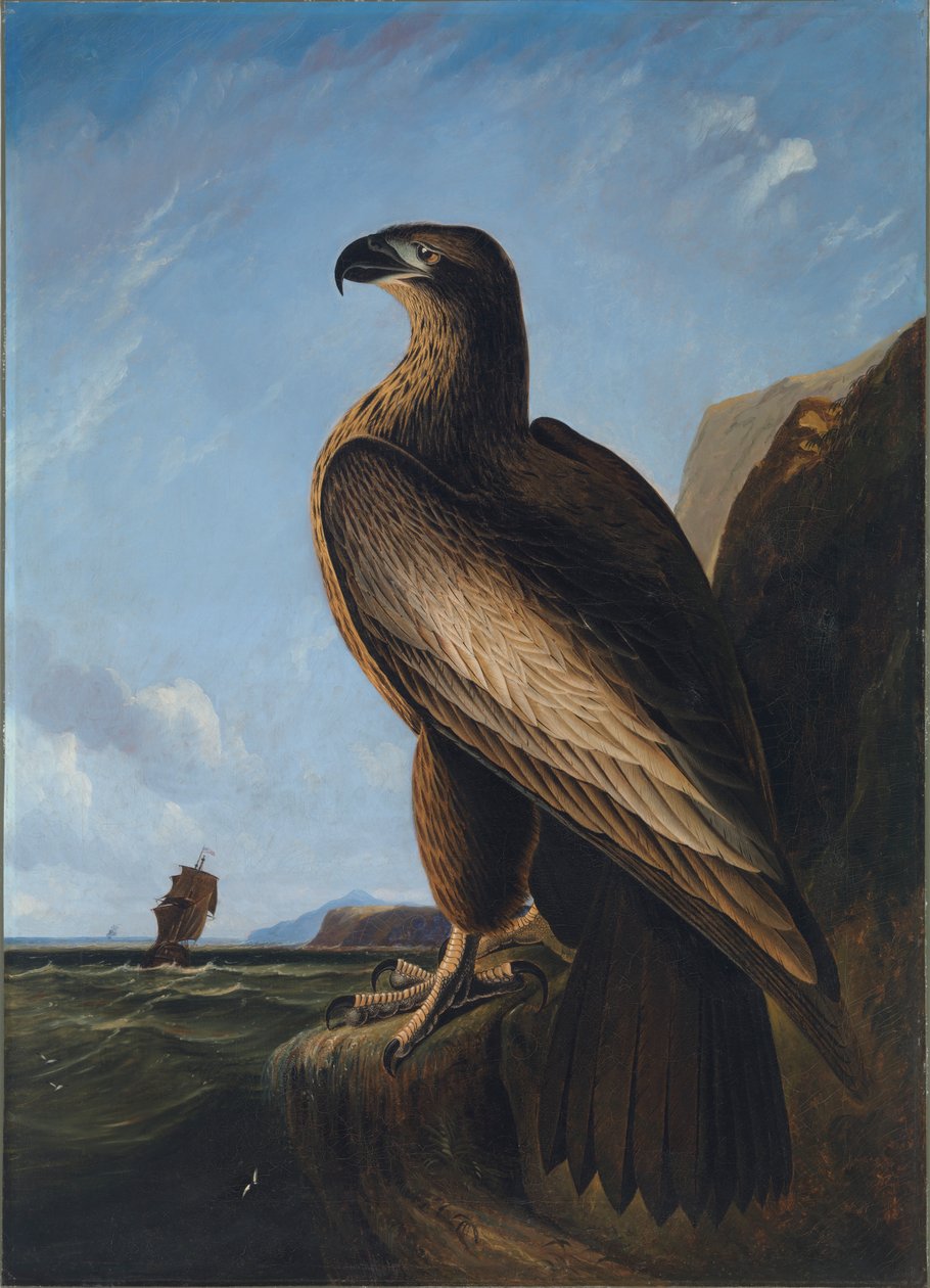 Washington Sea Eagle, n. 1836-1839. tekijältä John James Audubon