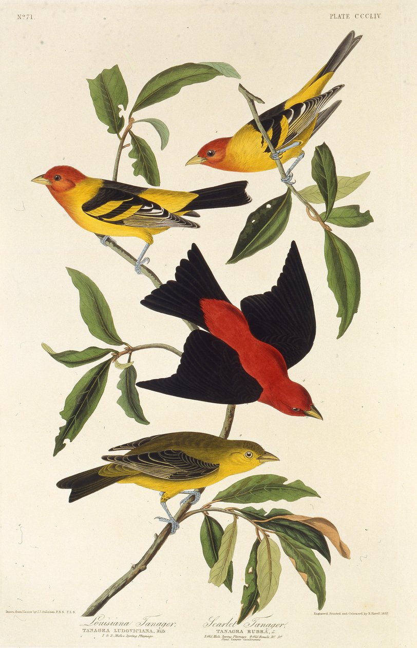 Länsi-tanageri. Scarlet tanager. Teoksesta The Birds of America, 1827-1838. tekijältä John James Audubon