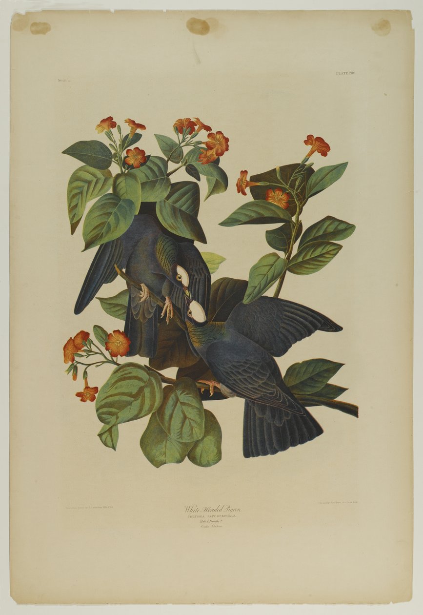 White-headed Pigeon, paina Julien Bien ja julkaisi Roe Lockwood & Son, 1861 (kromolitografia) tekijältä John James Audubon