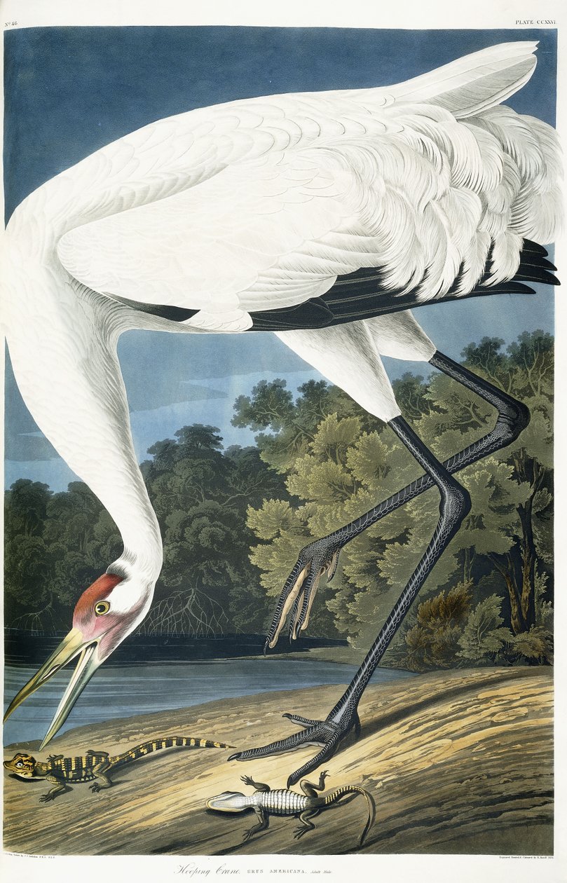 Kurkkukurkku, aikuinen mies, 1834 tekijältä John James Audubon