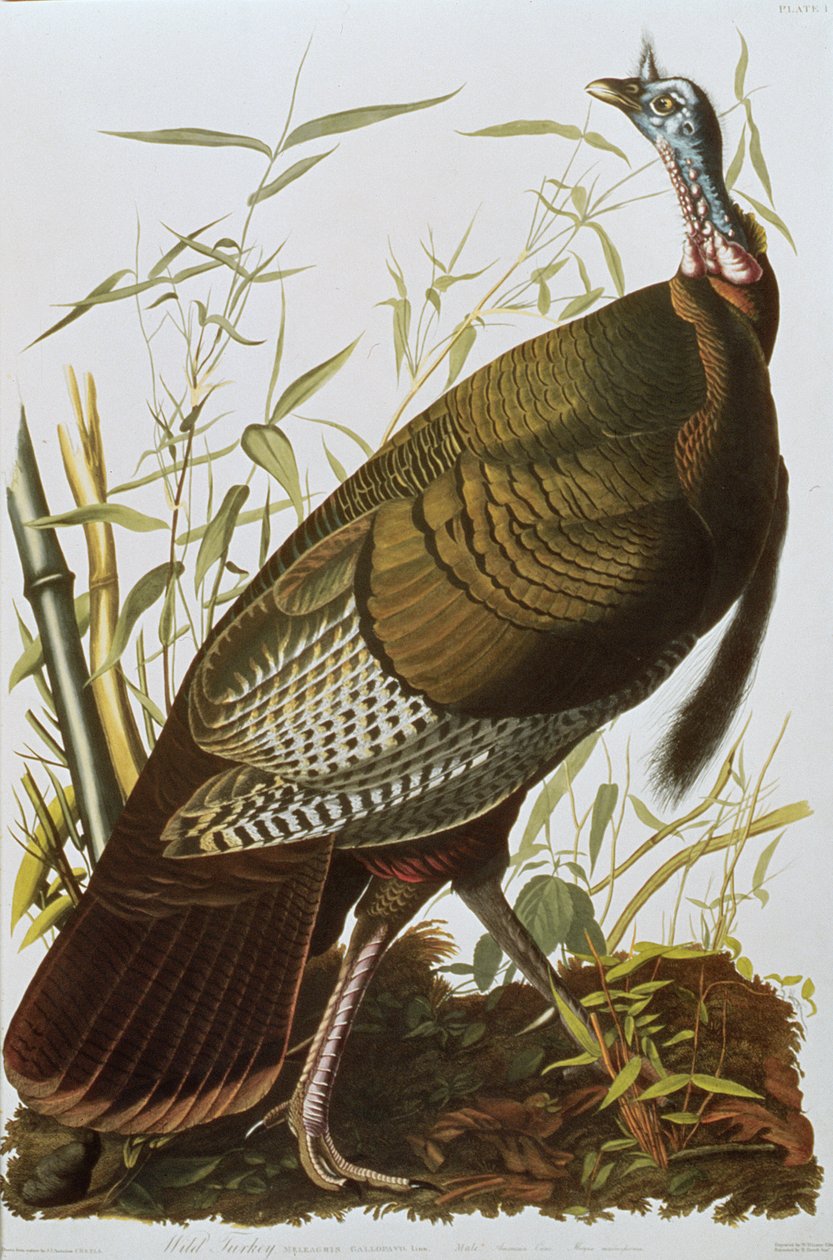 Wild Turkey, "Birds of America", julkaistu 1829 tekijältä John James Audubon