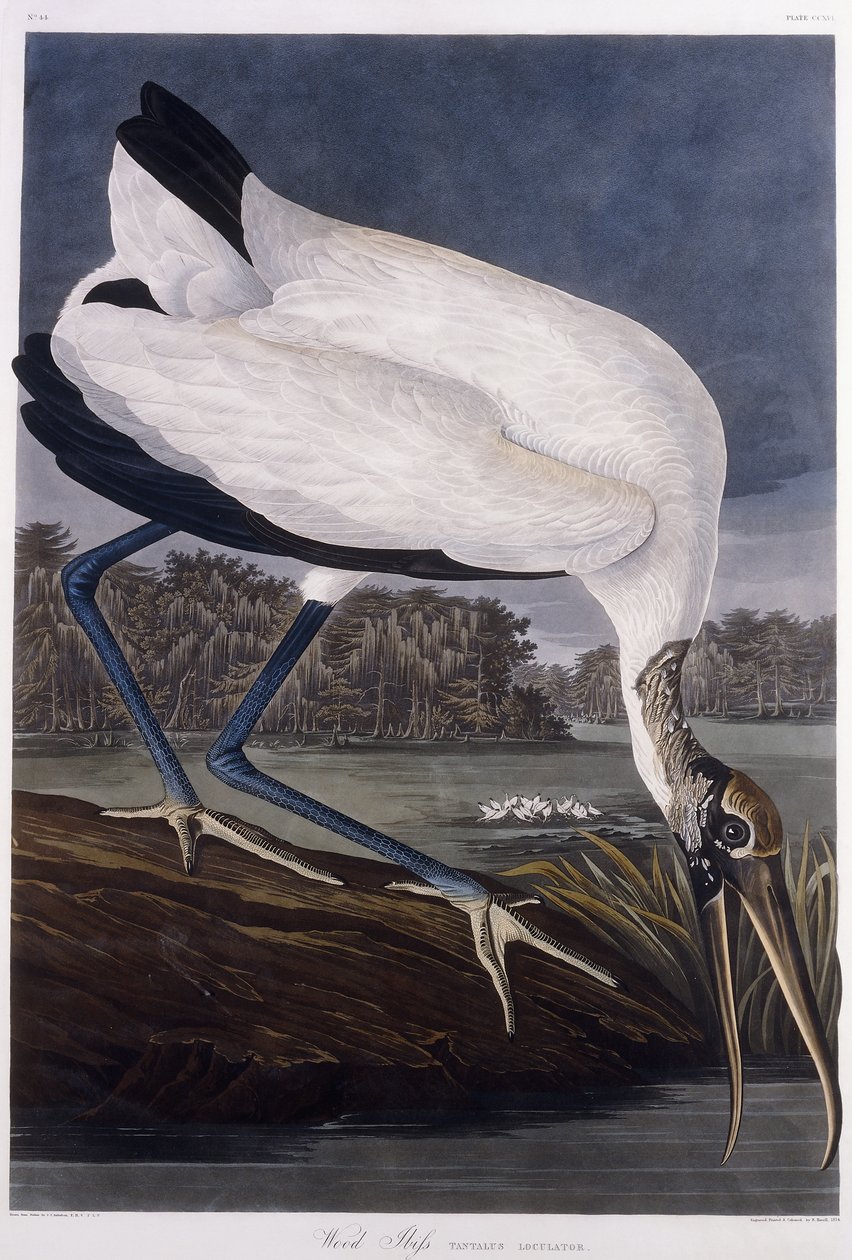 Puu Ibis tekijältä John James Audubon
