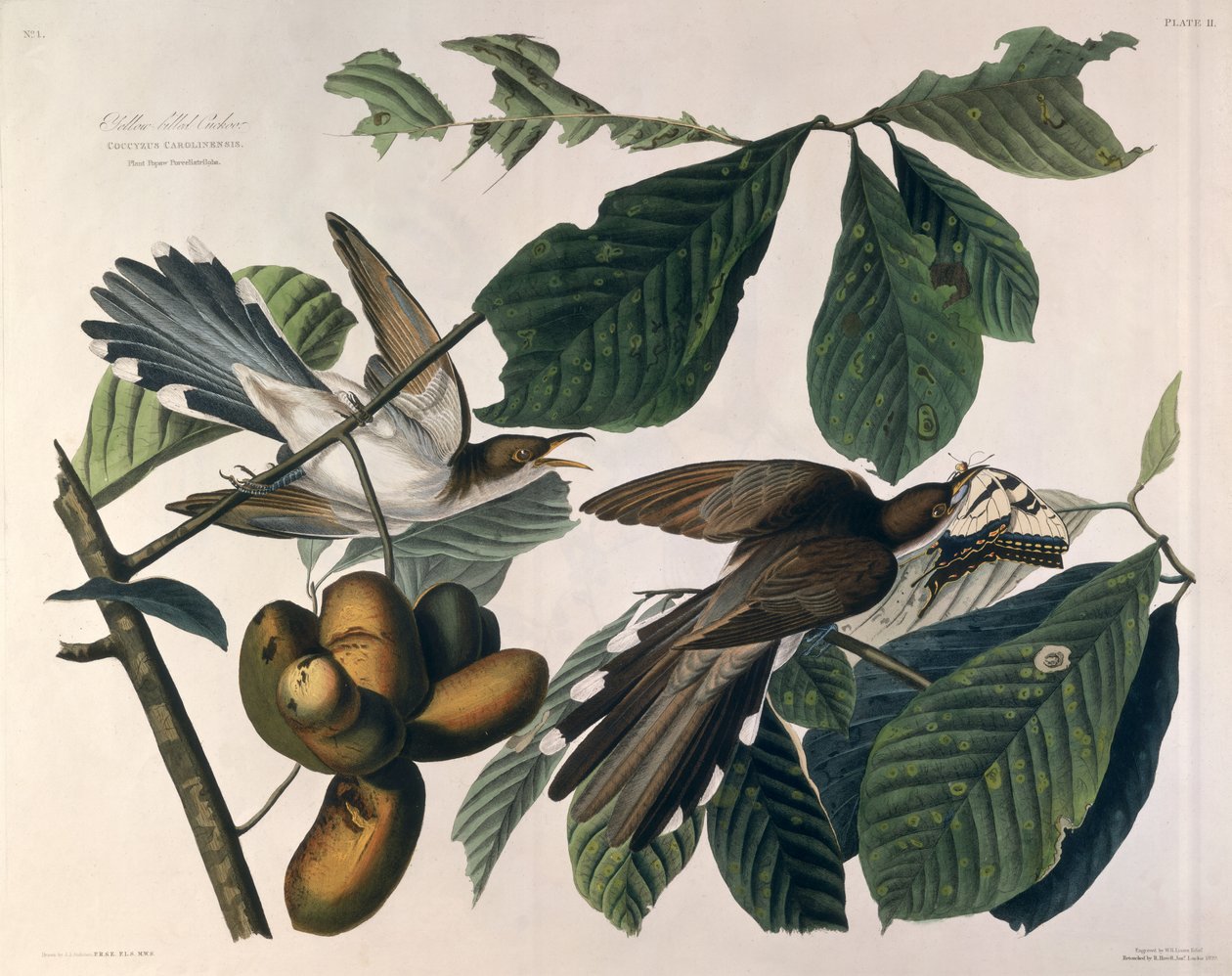 Keltanokkakäki, kirjasta "Birds of America", kaiverrus William Home Lizars (1788-1859) ja retusoinut Robert Havell (1793-1878) 1829 tekijältä John James Audubon