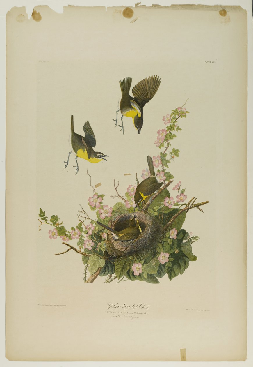 Yellow-reasted Chat, paina Julien Bien ja julkaisi Roe Lockwood & Son, 1861 (kromolitografia) tekijältä John James Audubon