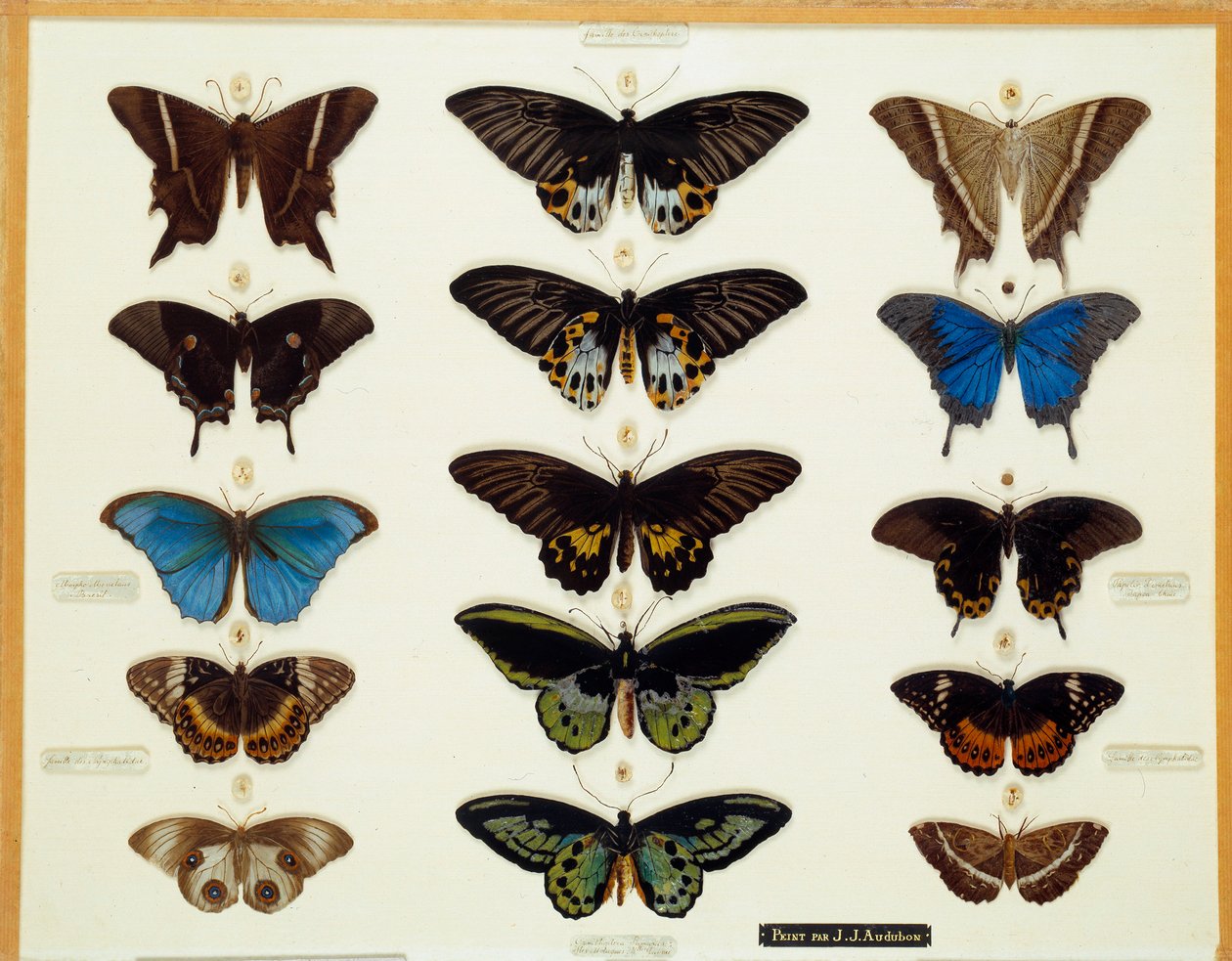 Eläintiede: John James Audubonin (1780-1851) lasille maalaama perhoslautanen (1780-1851) 1800-luvun kokoelma Brieux tekijältä John James Audubon