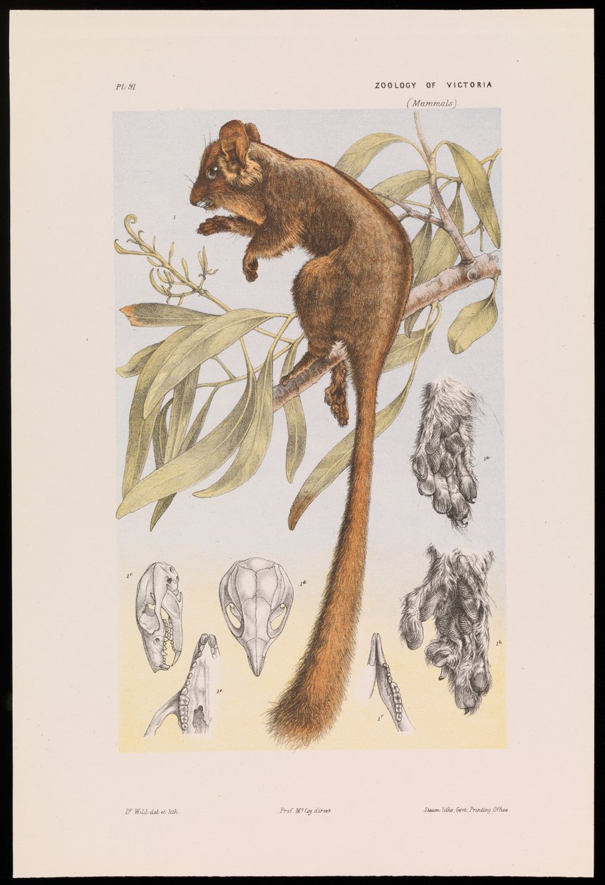 Leadbeaterin opossumi, Gymnobelideus leadbeaterius leadbeateri tekijältä John James Wild