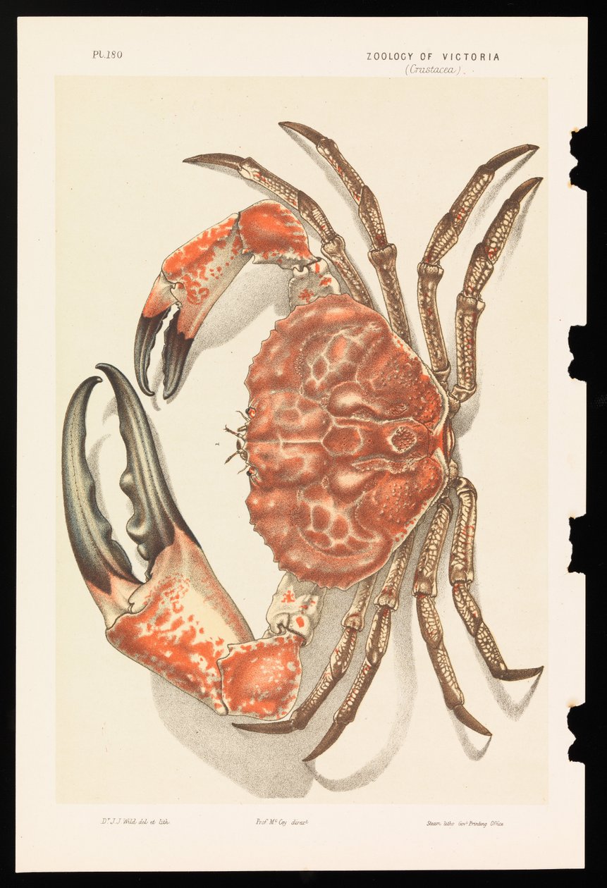 Tasmanian jättiläisrapu, Pseudocarcinus gigas tekijältä John James Wild