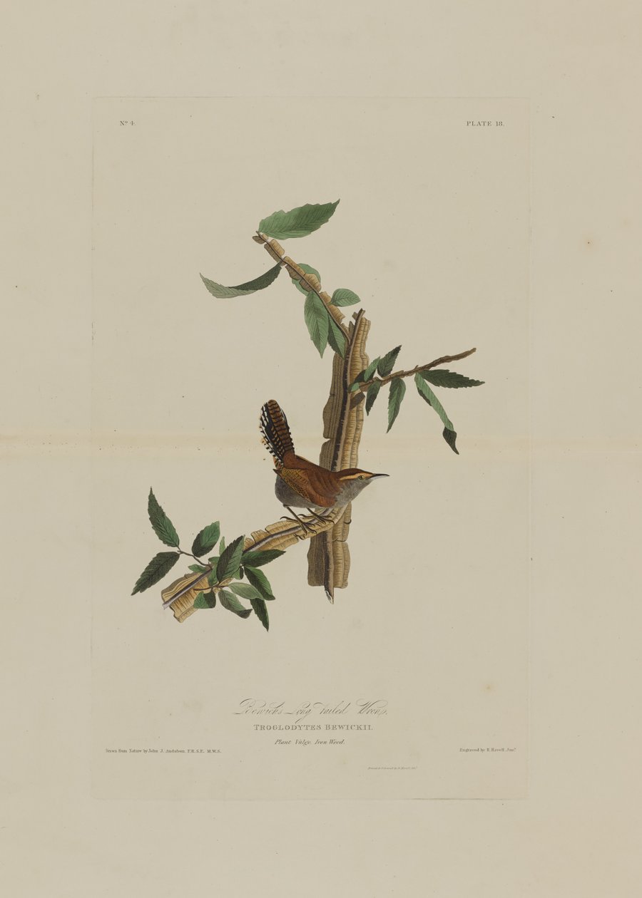 Bewicks Long Tailed Wren, Birds of Americasta, kaiverrus Robert Havell (1793-1878) tekijältä John James after Audubon