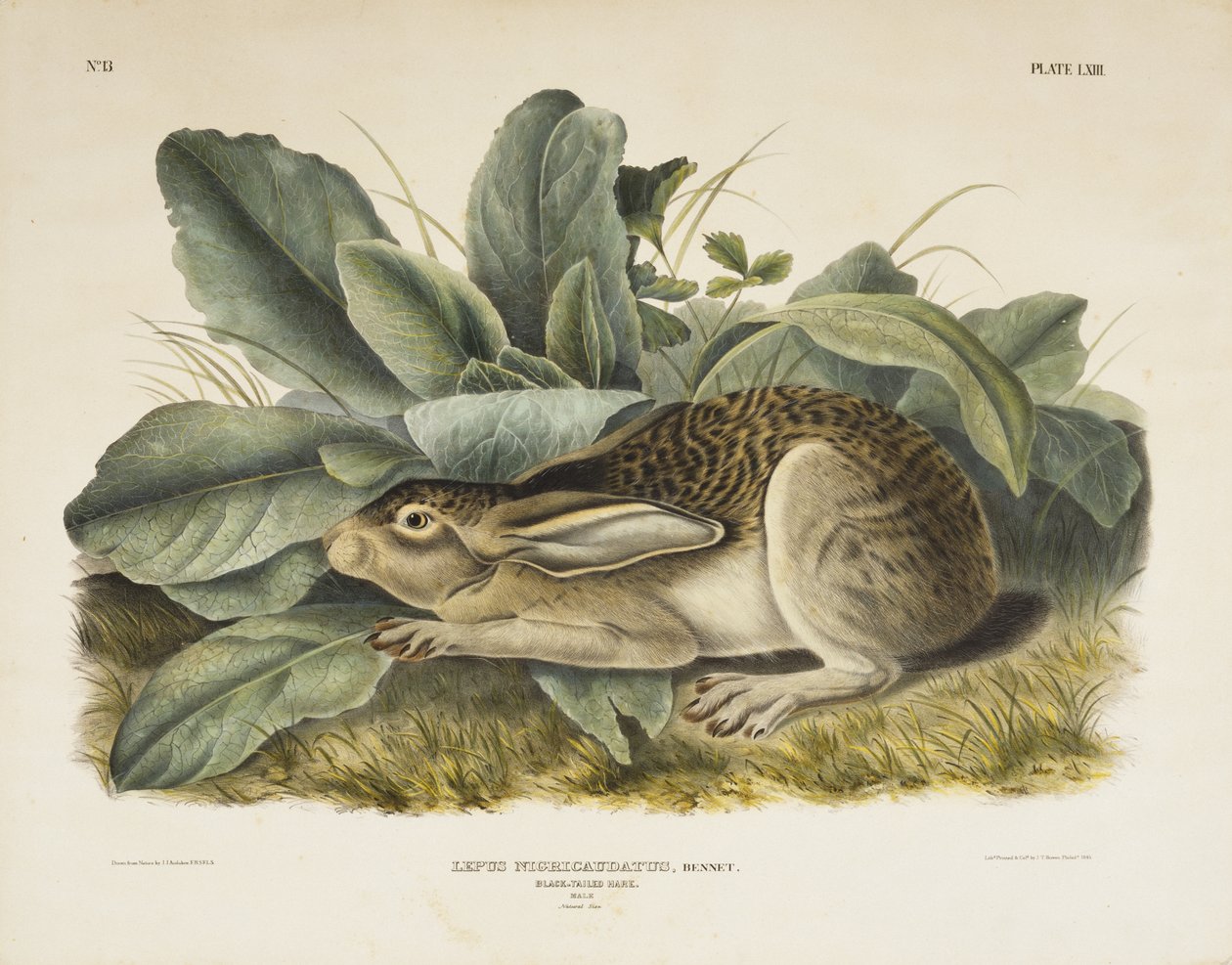 Mustapyrstöjänis, 1845 (käsinvärinen litografia kudottupaperille) tekijältä John James after Audubon