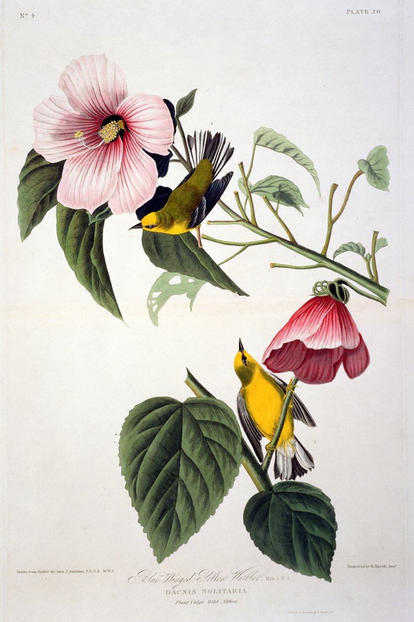 Blue Winged Yellow Warbler, Birds of Americasta, kaiverrus Robert Havell (1793-1878) tekijältä John James after Audubon