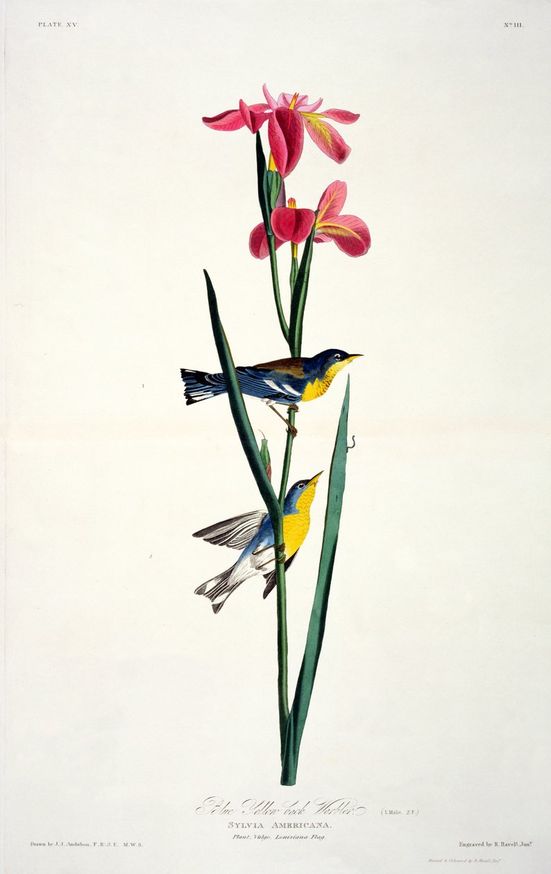 Blue Yellow-back Warbler, Birds of Americasta, kaiverrus Robert Havell (1793-1878) tekijältä John James after Audubon