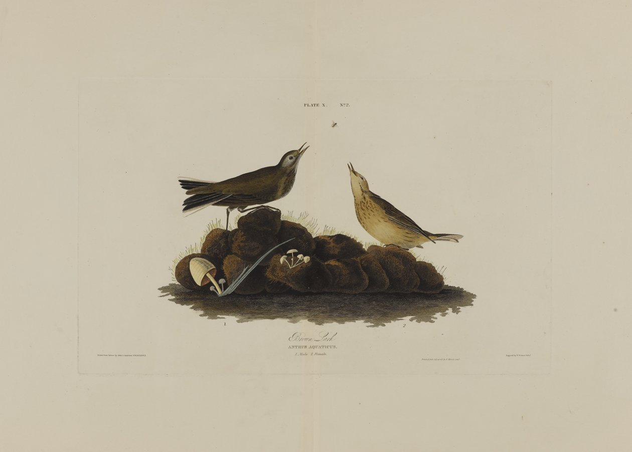 Brown Lark, Birds of Americasta, kaiverrus Robert Havell (1793-1878) tekijältä John James after Audubon
