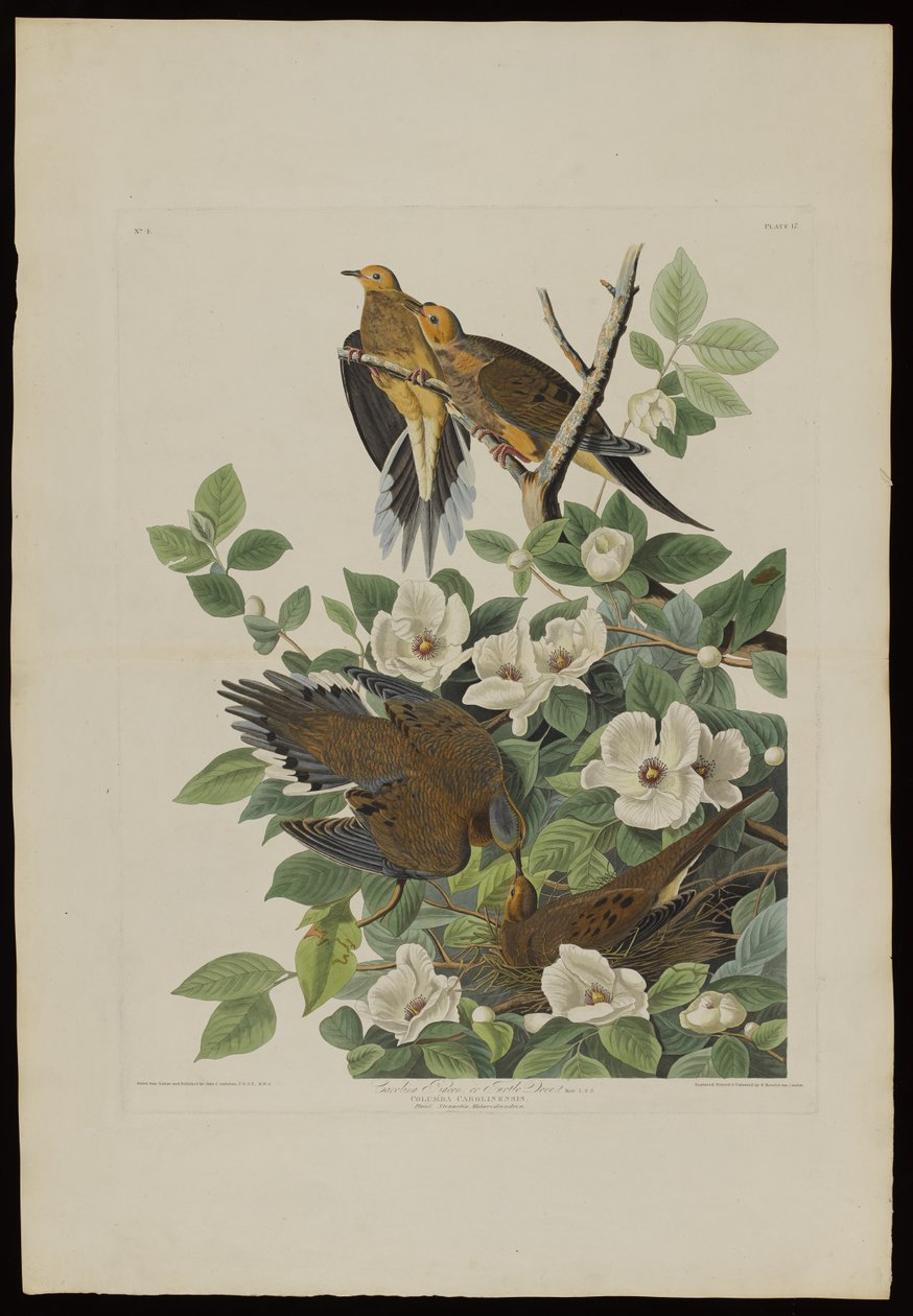 Carolina Pigeon tai Turtle Dove, Birds of Americasta, kaiverrus Robert Havell (1793-1878) tekijältä John James after Audubon