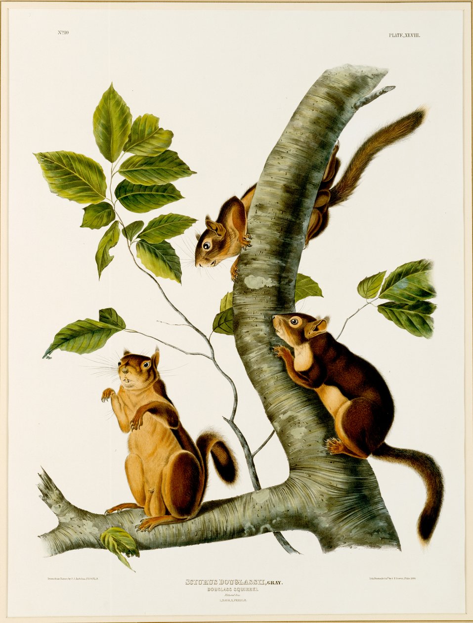 Huonekalut ja erilaiset esineet 1100- ja 1300-luvuilta tekijältä John James after Audubon