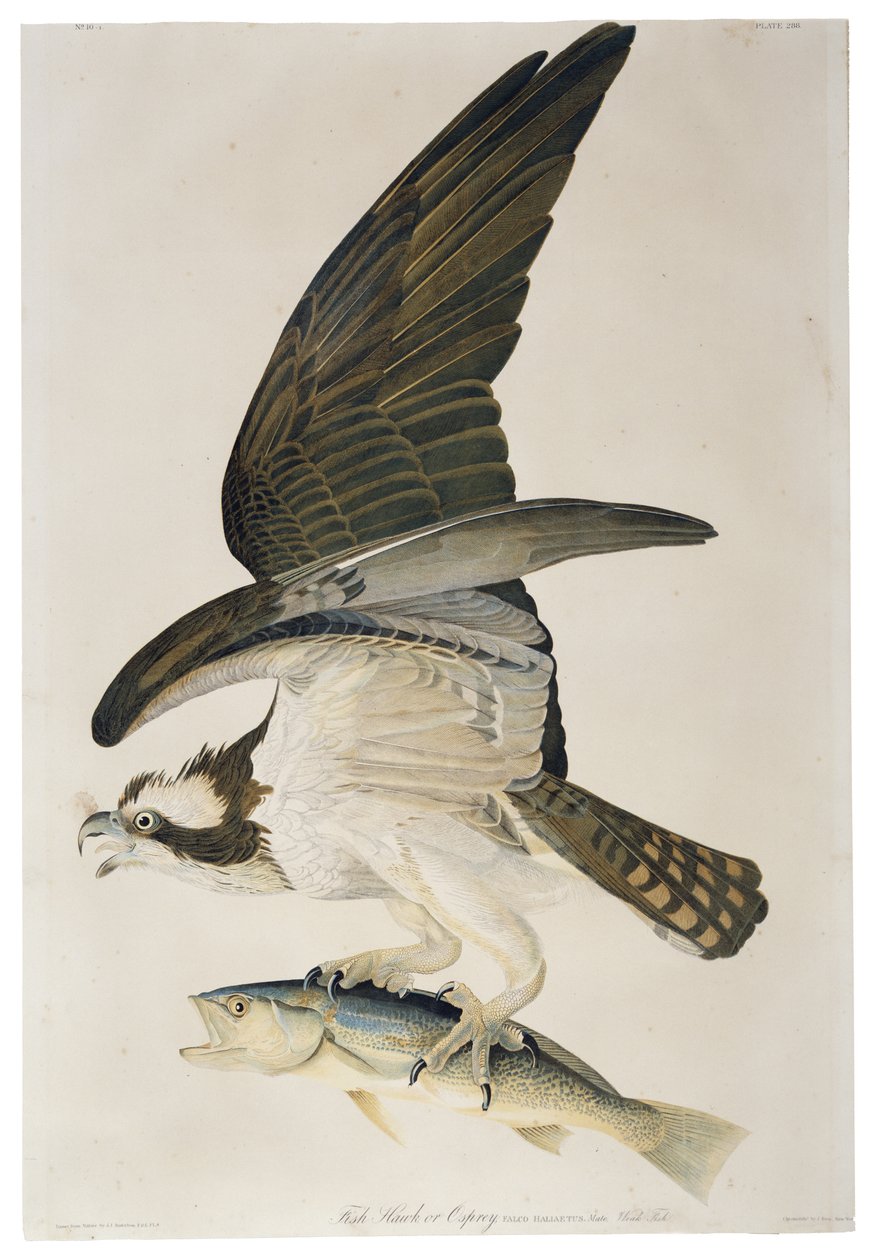 Fish Hawk or Osprey, litografia Julius Bien (1826-1909), 1860 tekijältä John James after Audubon