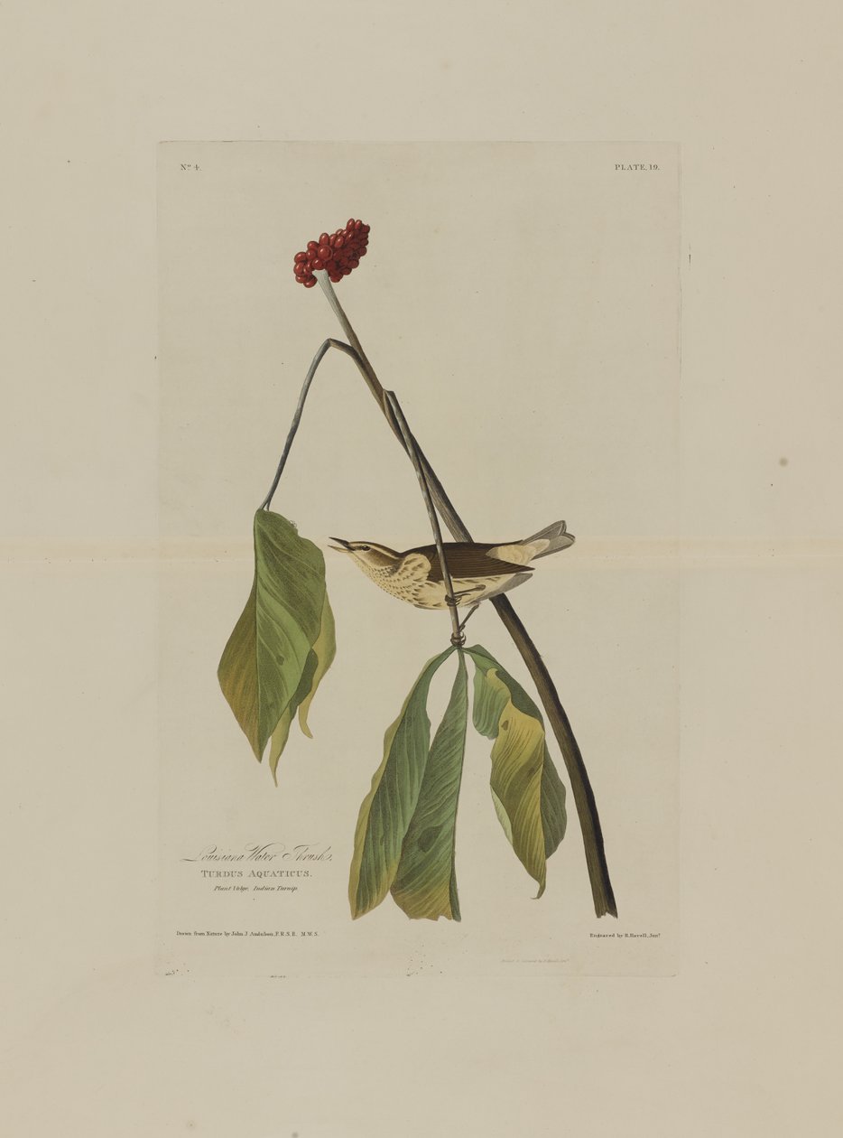 Louisiana Water Thrush, Birds of Americasta, kaiverrus Robert Havell (1793-1878) tekijältä John James after Audubon