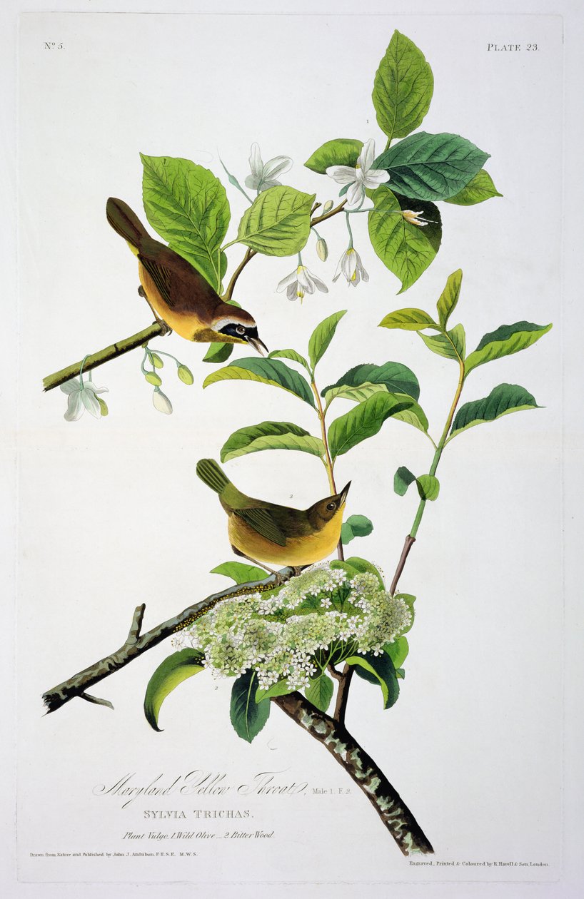 Maryland Yellow Throat, Birds of Americasta, kaiverrus Robert Havell (1793-1878) tekijältä John James after Audubon