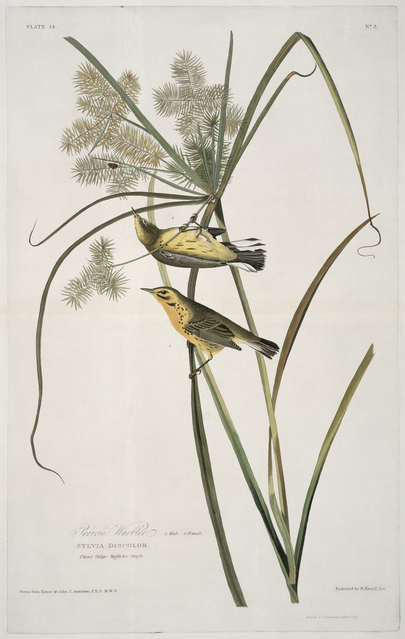 Prairie Warbler, Birds of Americasta, kaiverrus Robert Havell (1793-1878) tekijältä John James after Audubon