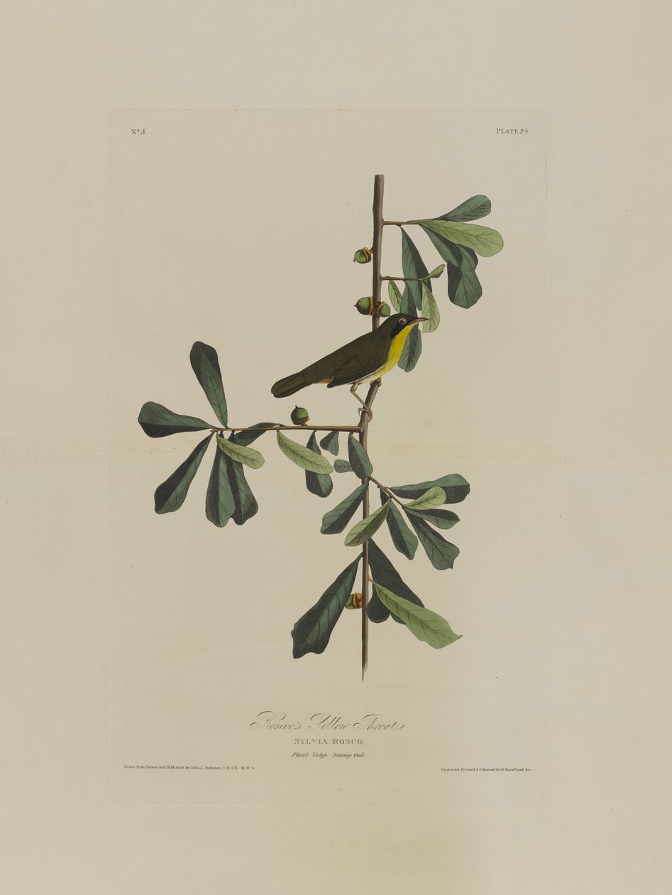 Roscoes Yellow Throat, Birds of Americasta, kaiverrus Robert Havell (1793-1878) tekijältä John James after Audubon