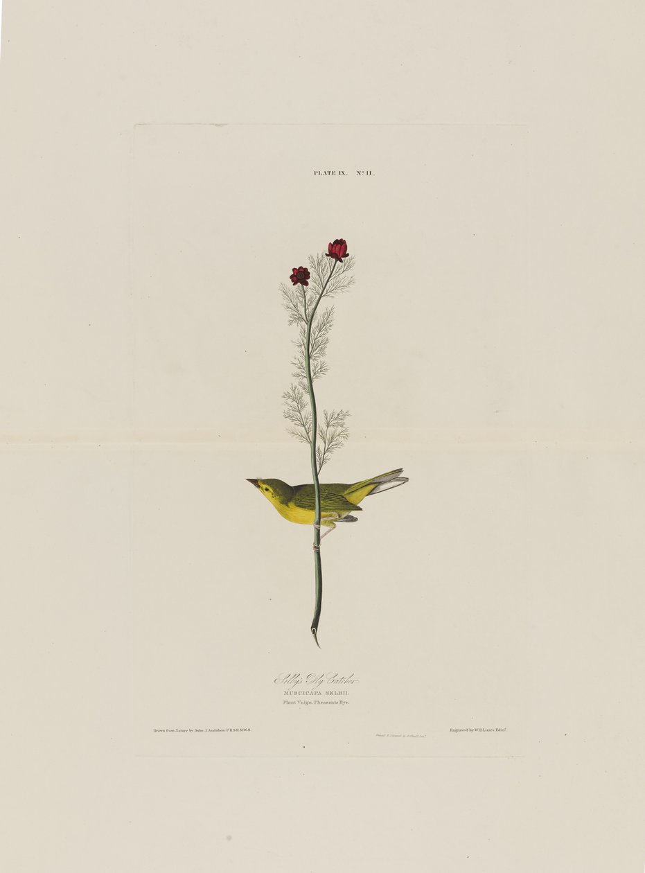 Selbys Fly Catcher, Birds of Americasta, kaiverrus Robert Havell (1793-1878) tekijältä John James after Audubon