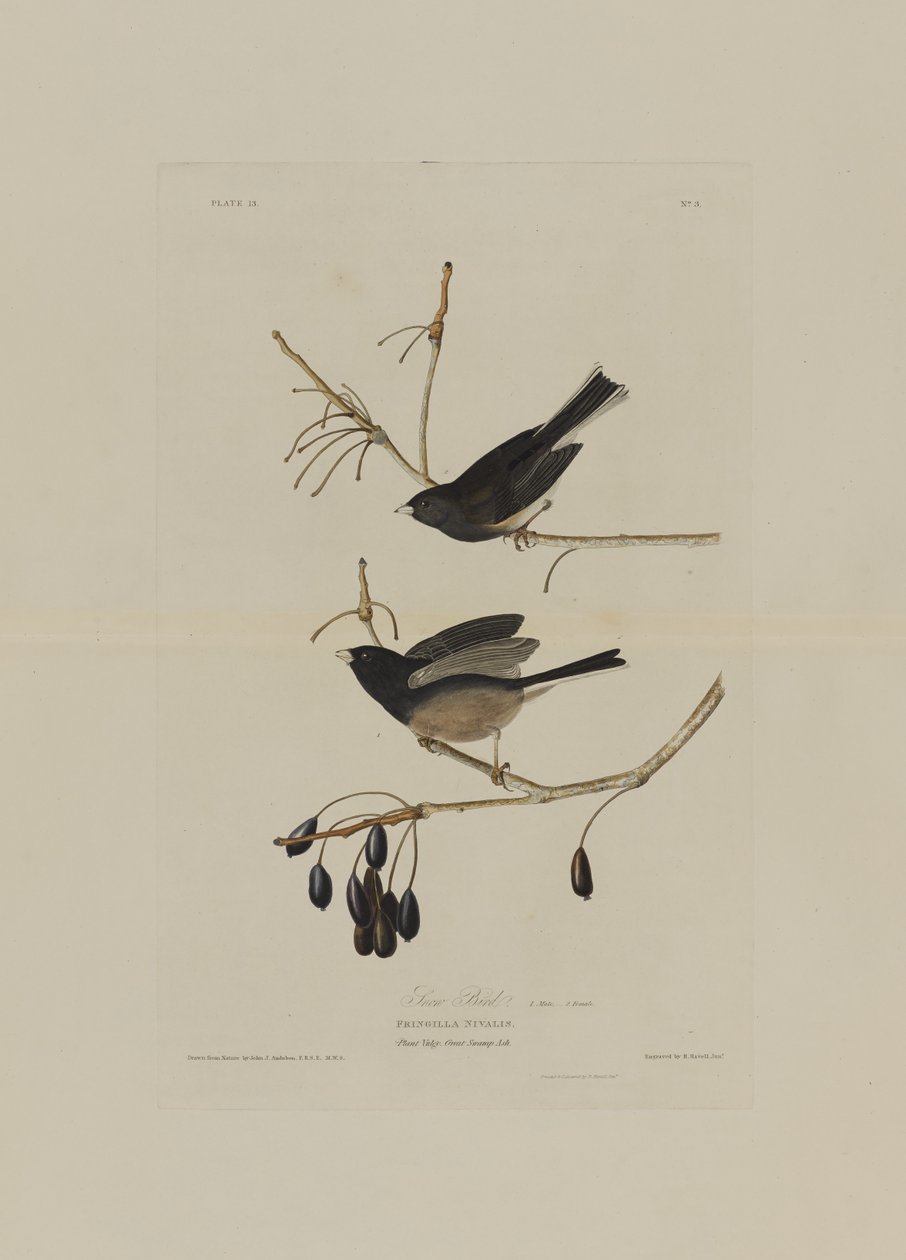 Snow Bird, Birds of Americasta, kaiverrus Robert Havell (1793-1878) tekijältä John James after Audubon