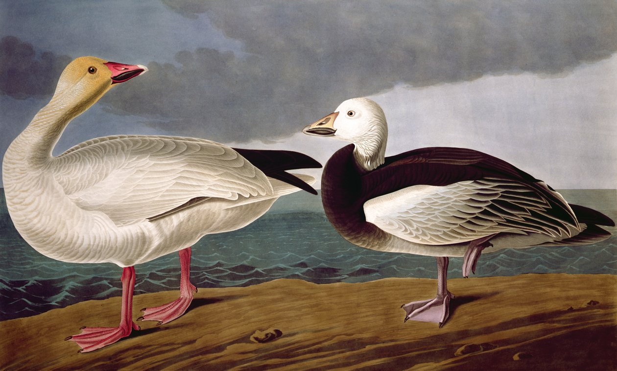 Snow Goose, Birds of Americasta, kaiverrus Robert Havell (1793-1878) 1837 tekijältä John James after Audubon
