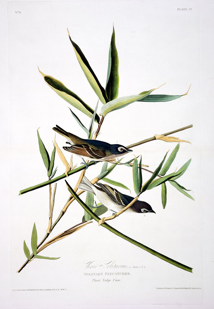 Yksinäinen kärpässieppo, Birds of Americasta, kaiverrus Robert Havell (1793-1878) tekijältä John James after Audubon