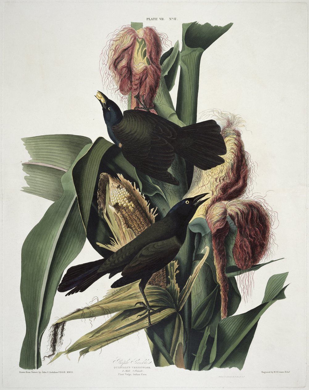 Purple Grackle, Birds of Americasta, kaiverrus Robert Havell (1793-1878) tekijältä John James after Audubon