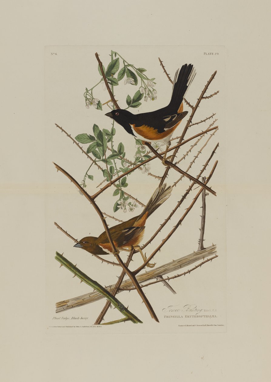 Towhe Bunting, Birds of Americasta, kaiverrus Robert Havell (1793-1878) tekijältä John James after Audubon