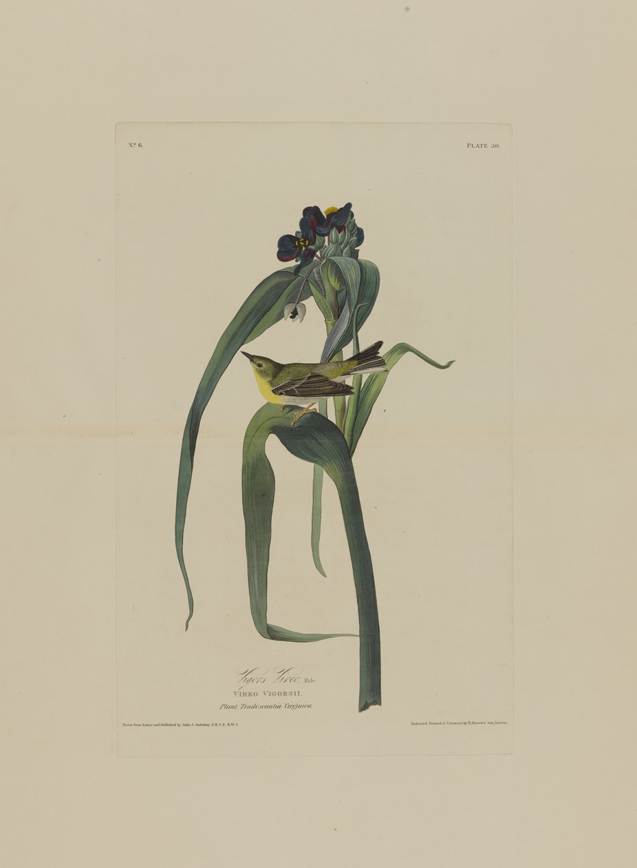 Vigers Vireo, Birds of Americasta, kaiverrus Robert Havell (1793-1878) tekijältä John James after Audubon