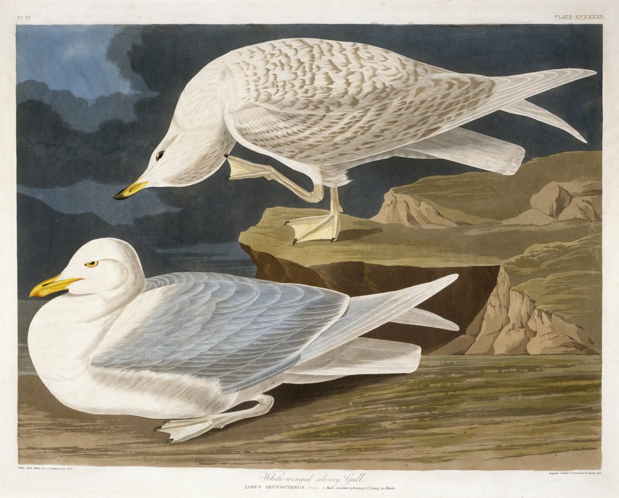 Valkosiipinen hopealokki, kaiverrus Robert Havell, Jr. (1793-1878), 1835 (käsinvärinen kaiverrus) tekijältä John James after Audubon