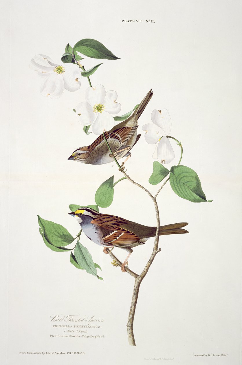 White Throated Sparrow, Birds of Americasta, kaiverrus Robert Havell (1793-1878) tekijältä John James after Audubon