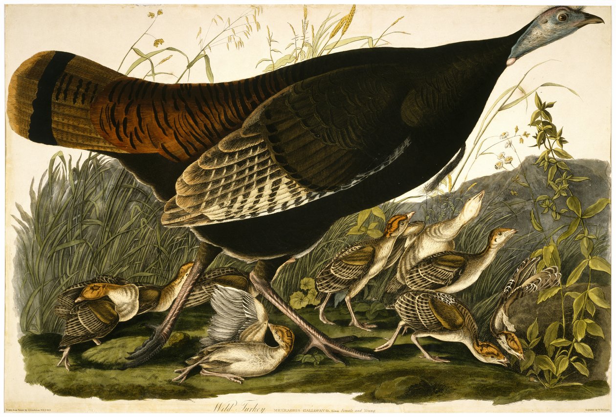 Villi kalkkuna, kaiverrettu William Home Lizars (1788-1859) n. 1827-32 (käsinvärinen akvatinta kudospaperille) tekijältä John James after Audubon