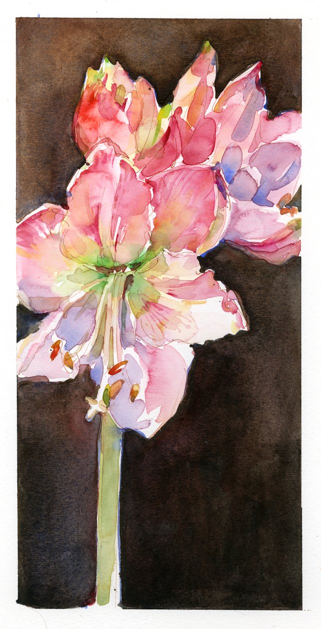 Amaryllis ruskealla taustalla, 2015, (akvarelli) tekijältä John Keeling