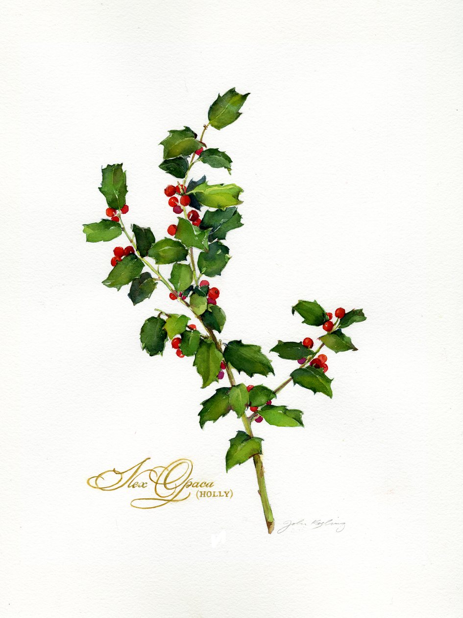 Holly botanical, 2013, (akvarelli) tekijältä John Keeling